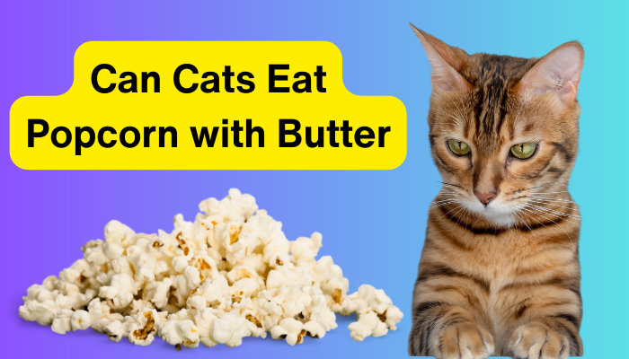 Can Cats Eat Popcorn with Butter