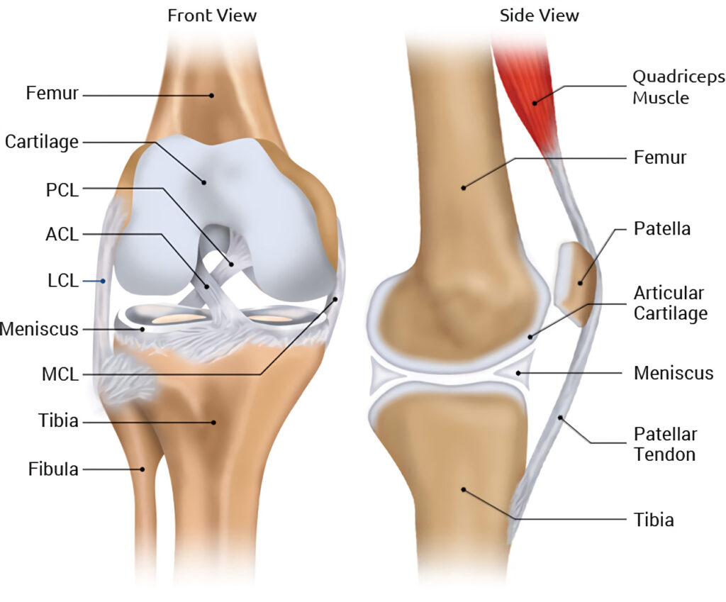 Knee Pain